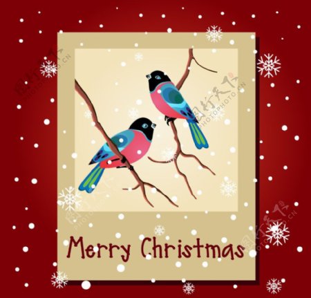 浪漫小鸟圣诞背景图片