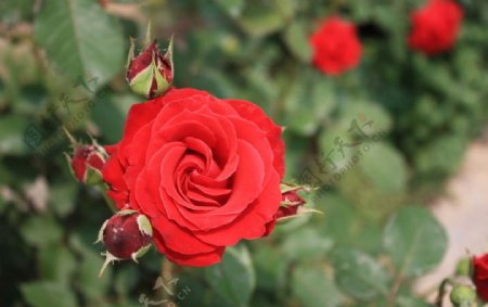 玫瑰花红色图片