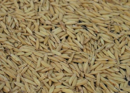水稻粒稻谷谷物图片