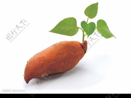 番薯藤與地瓜图片