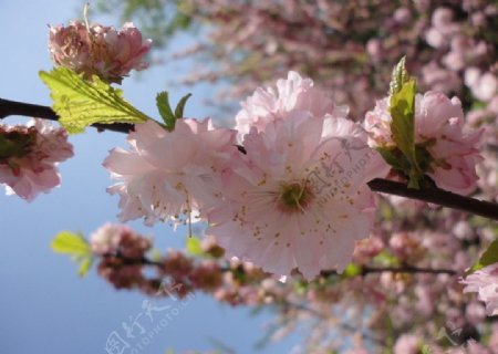 樱花花嫩叶图片