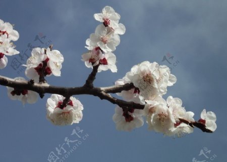 春风里的桃花图片