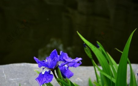 湖边的兰花图片