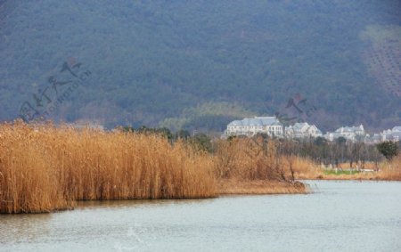 湖边芦苇图片