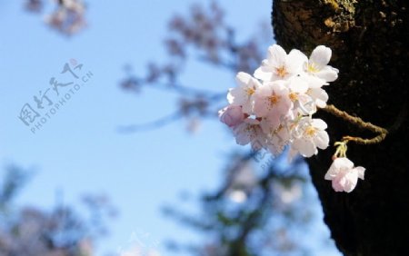 台湾阿里山樱花图片