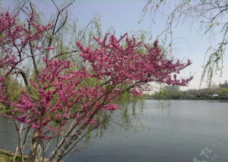 绿树红花湖面图片