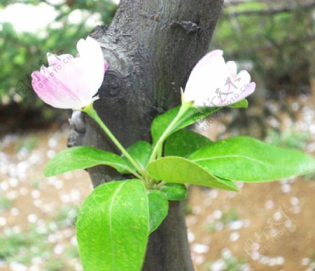 白色海棠花图片