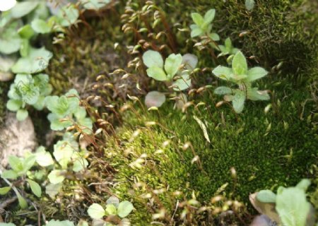 苔草图片