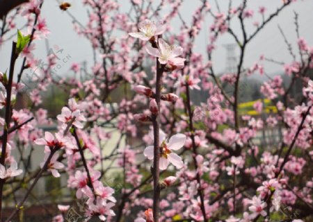 桃花图片