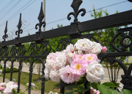 栅栏白色花朵图片
