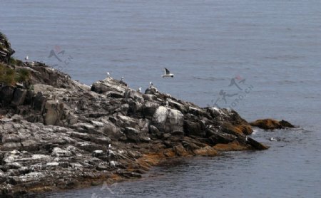 海边的岩石和鸟图片