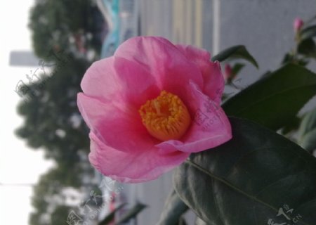 粉红茶花图片