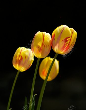郁金香花朵图片