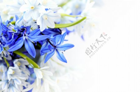 蓝色花背景图片