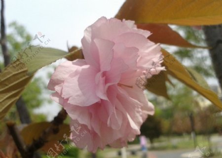 樱花日本图片