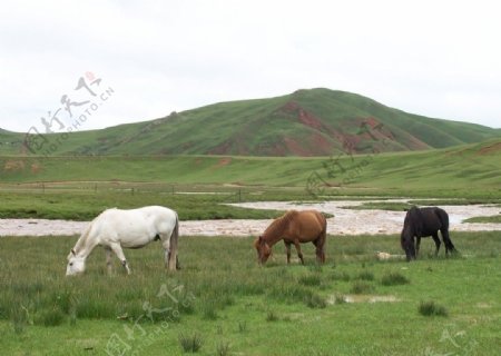 马与大草原图片