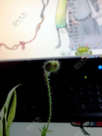 植物花苞图片