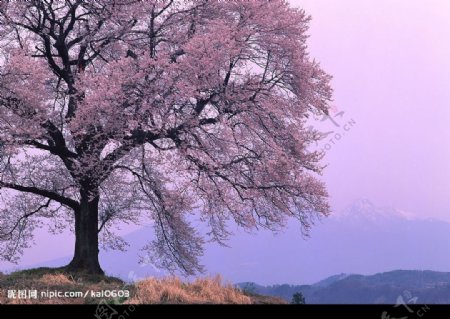 自然风光图片