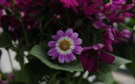 菊花雏菊紫色图片