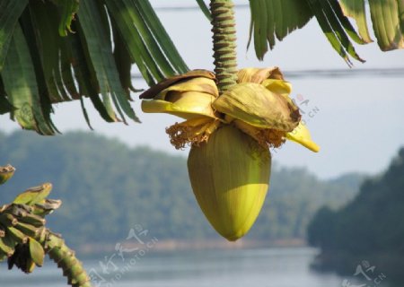 巴蕉图片