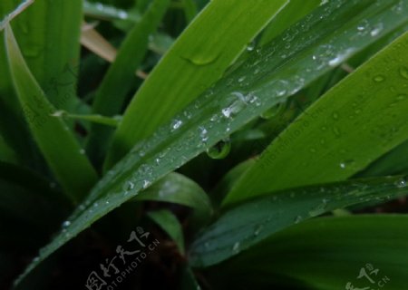 雨后花草图片