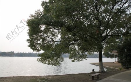 自拍的高清公园风景湖边大树图片