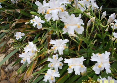 鸢尾花图片