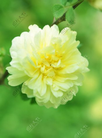 黄蔷薇图片
