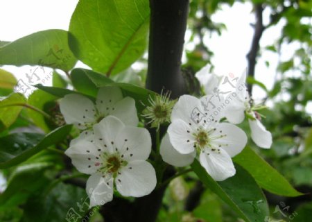 梨花枝桠图片