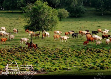 绿野牧牛图片