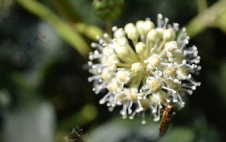 小白花和蜜蜂图片