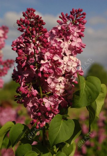 丁香花图片