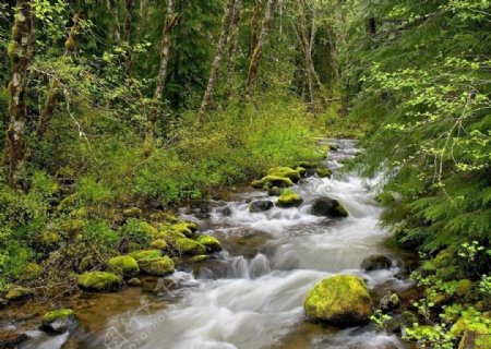 绿林小溪自然景观图片