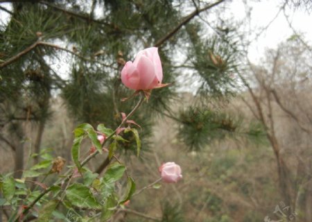 阳光花朵儿图片