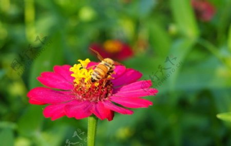 野花与蜜蜂图片