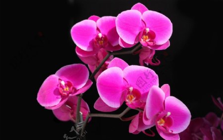 美丽盛开的紫红色兰花图片