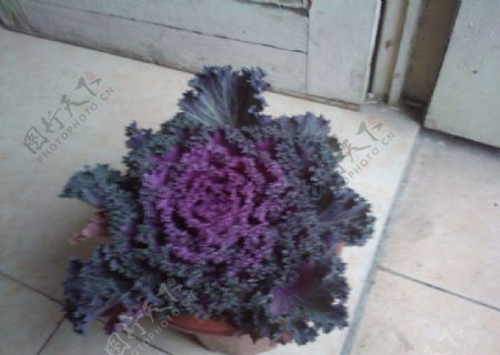 紫色包菜图片