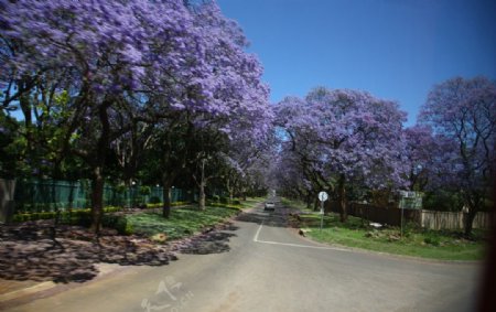 南非紫薇花图片