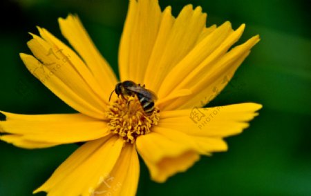 蜜蜂戏花图片