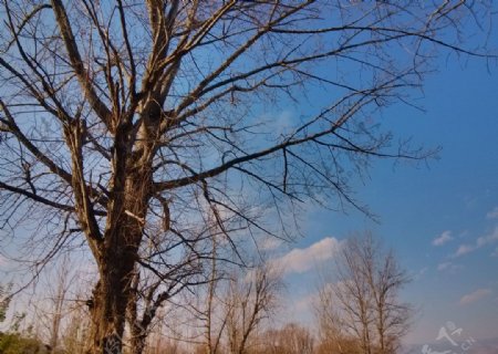 蓝天大树图片