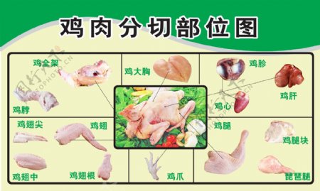 鸡分割部位图图片