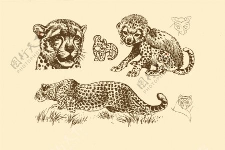 动物图案豹图片
