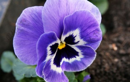 紫色三色堇花图片