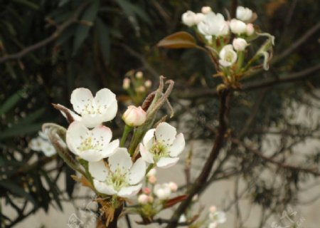 木棉花图片