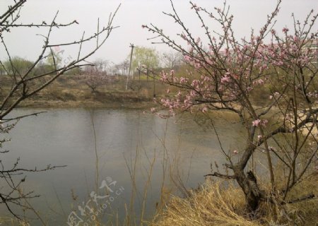 桃花湖水图片