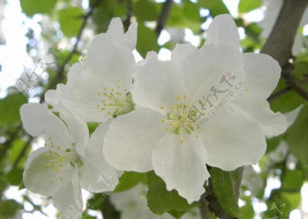 梨花梨树图片