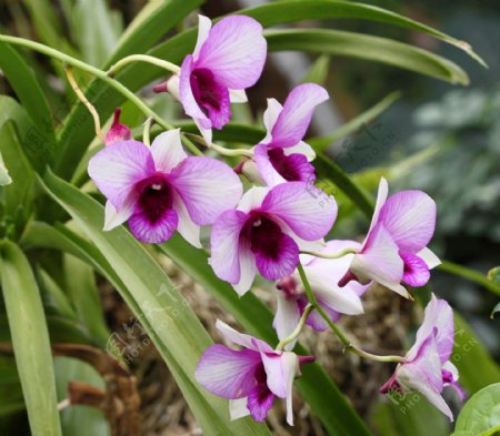 紫色兰花图片