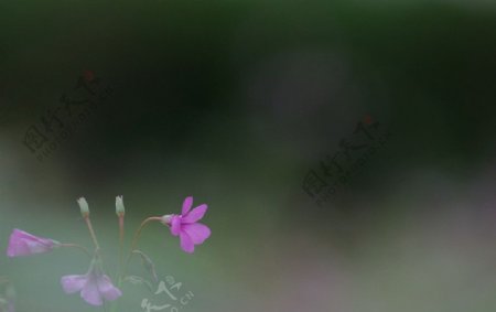 盛开的三叶草花图片