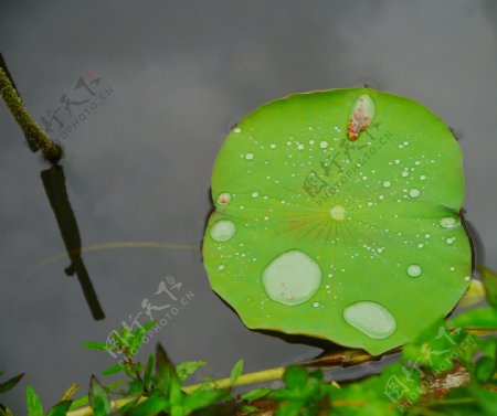 荷叶池塘水珠水滴图片
