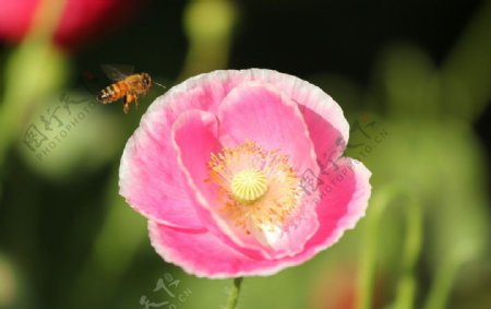 小蜜蜂采蜜图片